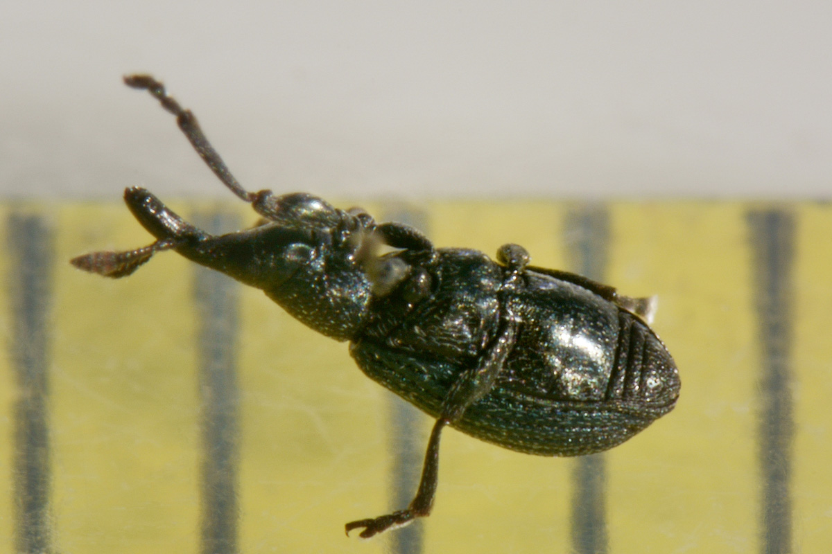 Apionidae: Perapion sp? Perapion cfr. violaceum